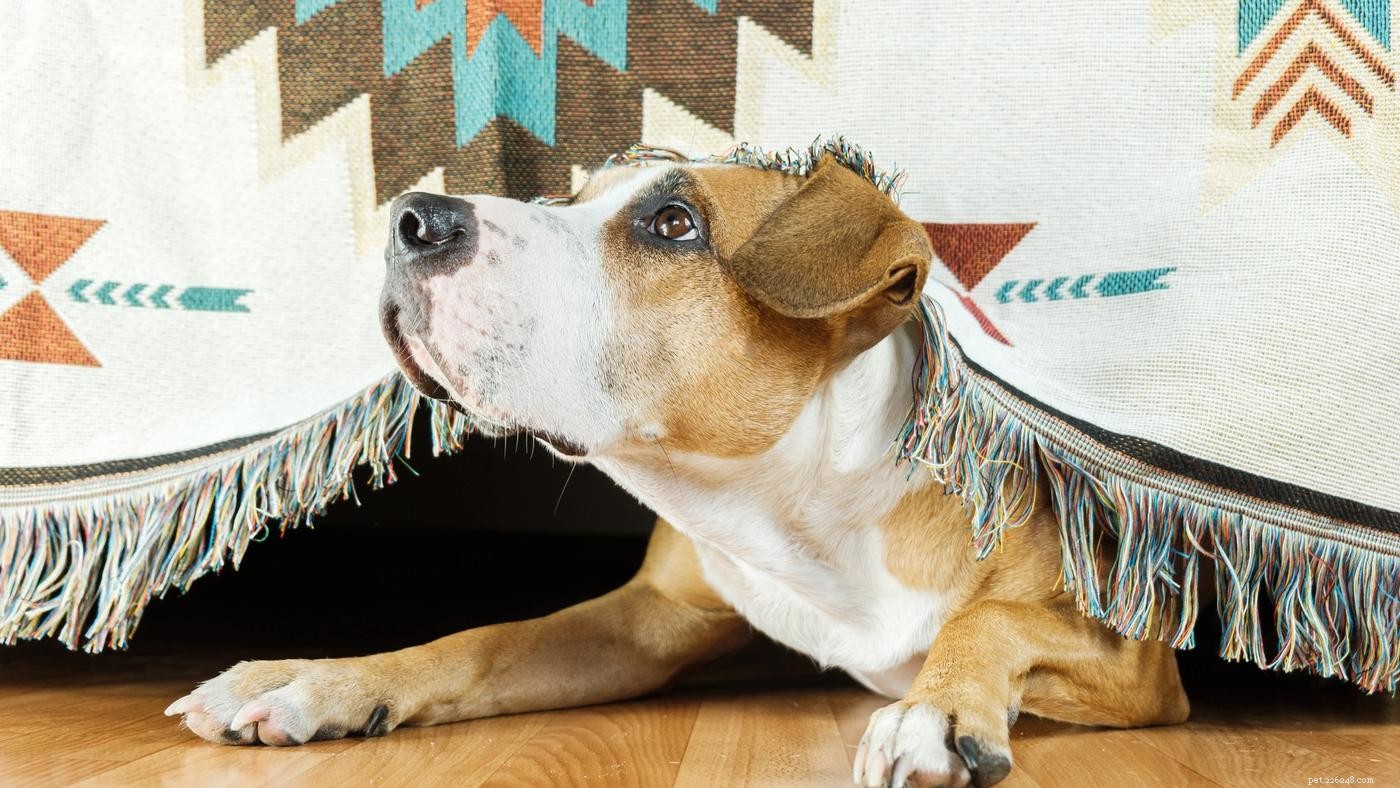 Understanding Your Dog’s Fear of Thunder: Causes & How to Help