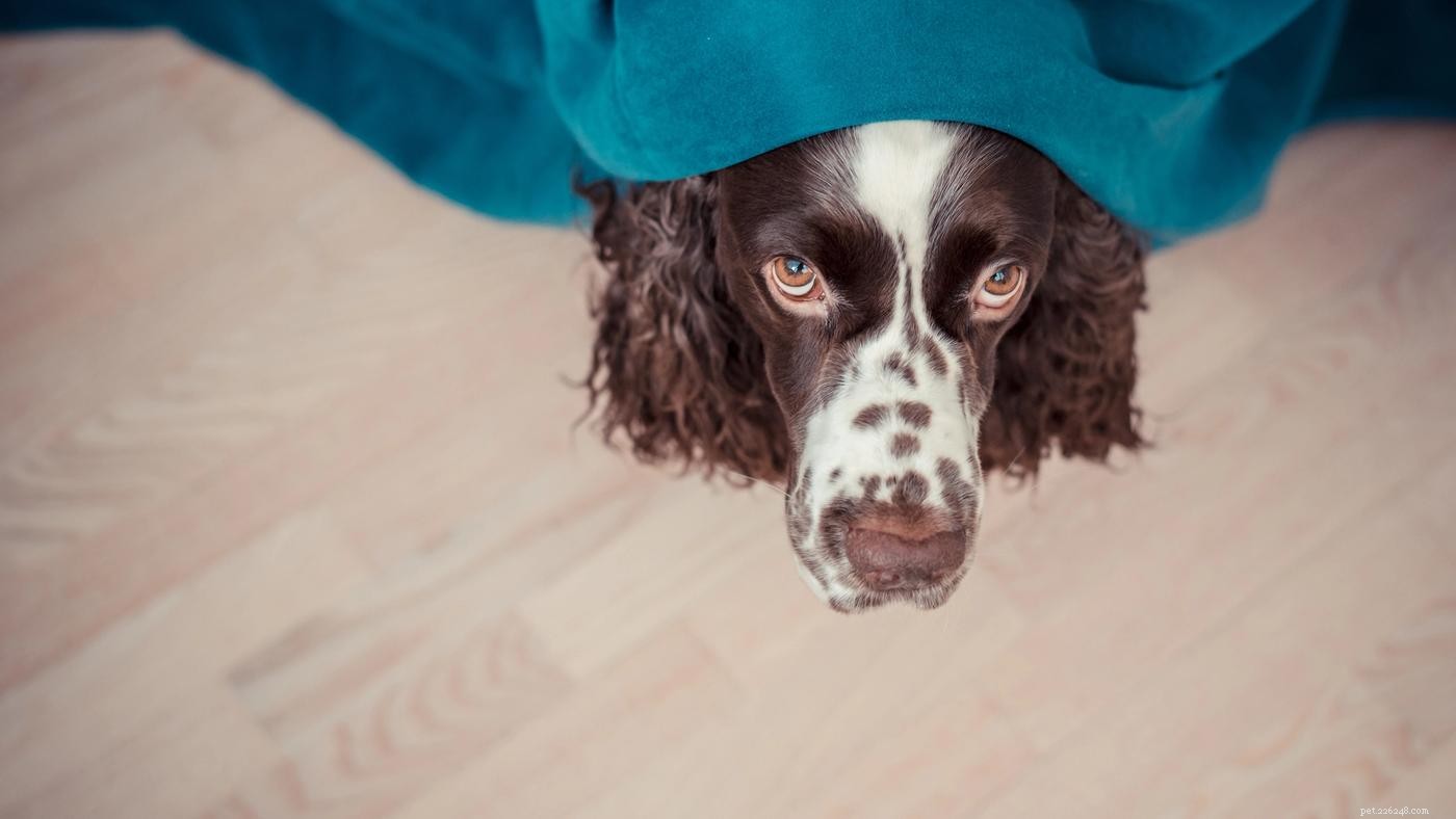 Understanding Your Dog’s Fear of Thunder: Causes & How to Help