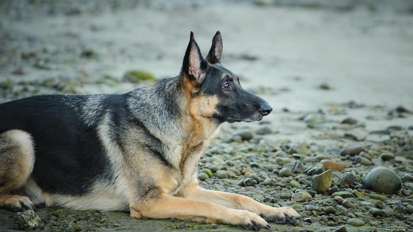 Master the  Lay Down  Trick: Step‑by‑Step Guide for a Well‑Behaved Dog