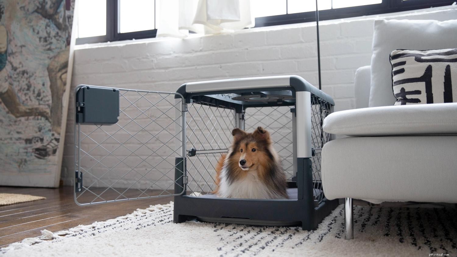 Effective Crate Training for Senior Dogs: 7 Expert Tips