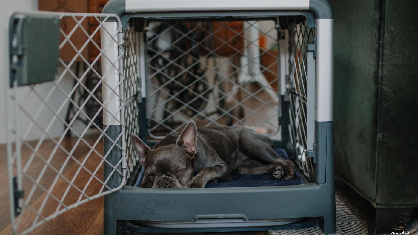 Effective Crate Training for Senior Dogs: 7 Expert Tips