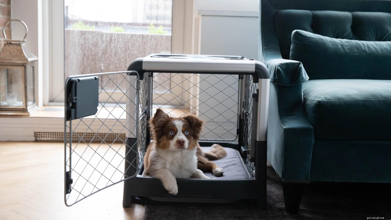 Crate Peeing: Proven Techniques to Stop Your Dog from Urinating Inside