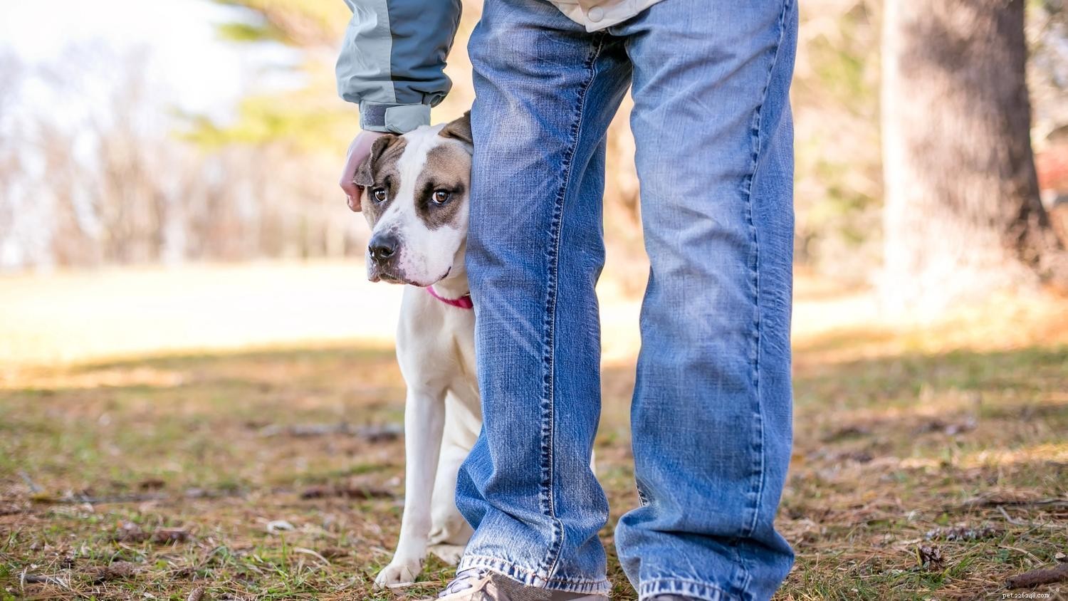Navigating Puppy Fear Periods: Expert Tips to Help Your Dog Overcome Anxiety
