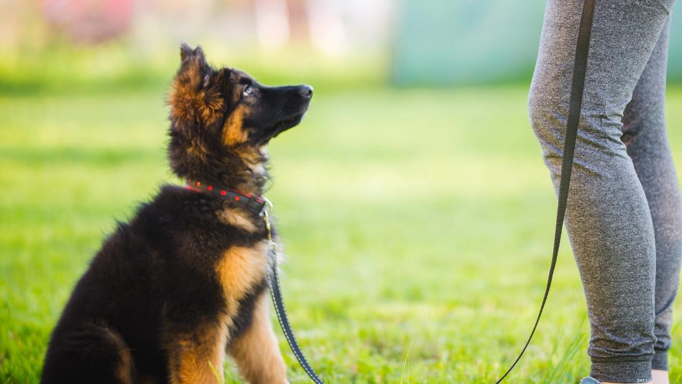 Navigating Puppy Fear Periods: Expert Tips to Help Your Dog Overcome Anxiety