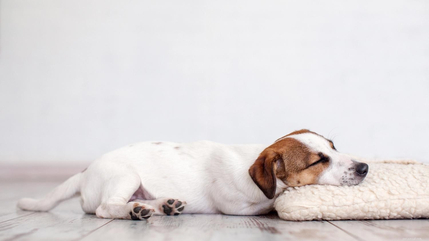 Understanding Dog Nightmares: Causes, Symptoms, and How to Help Your Pet Sleep Soundly