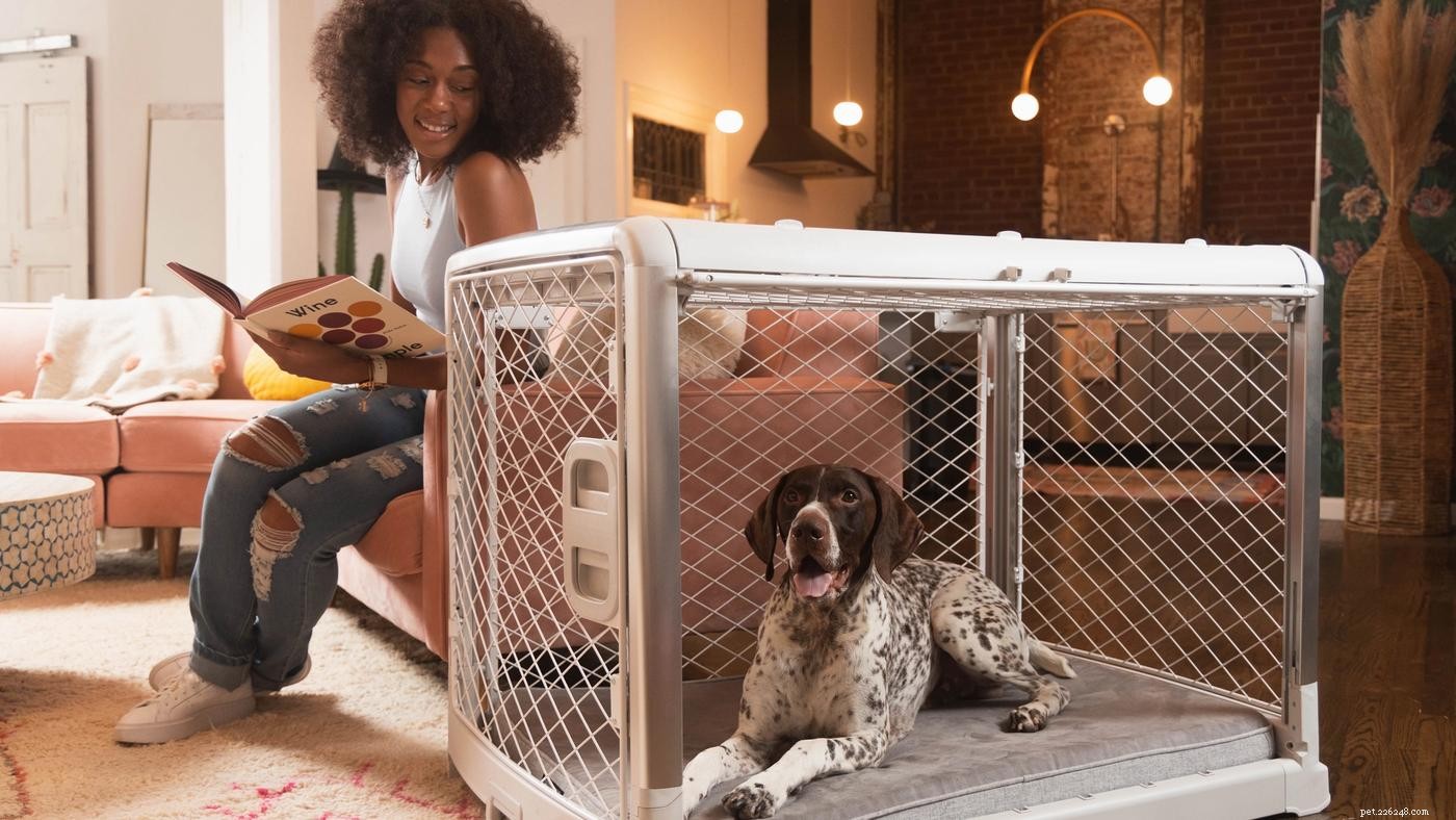 Understanding Dog Nightmares: Causes, Symptoms, and How to Help Your Pet Sleep Soundly