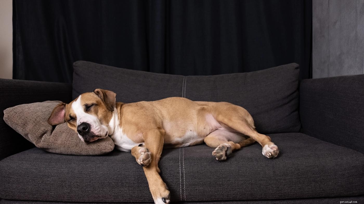 Understanding Dog Nightmares: Causes, Symptoms, and How to Help Your Pet Sleep Soundly