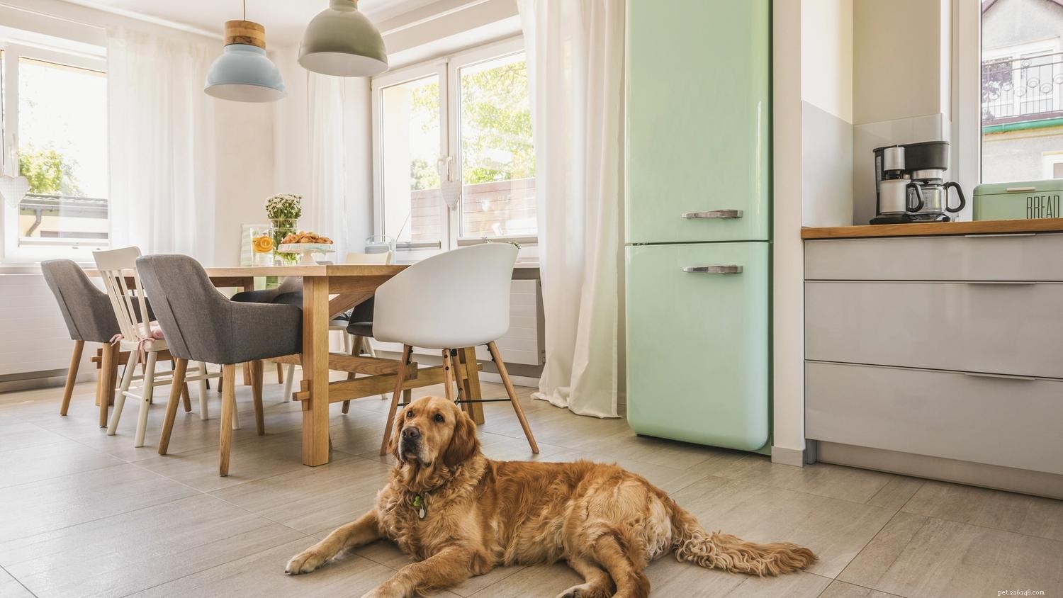 The Complete Guide to Puppy-Proofing Your Home: Safety Tips & Best Practices