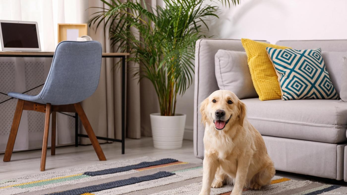 The Complete Guide to Puppy-Proofing Your Home: Safety Tips & Best Practices