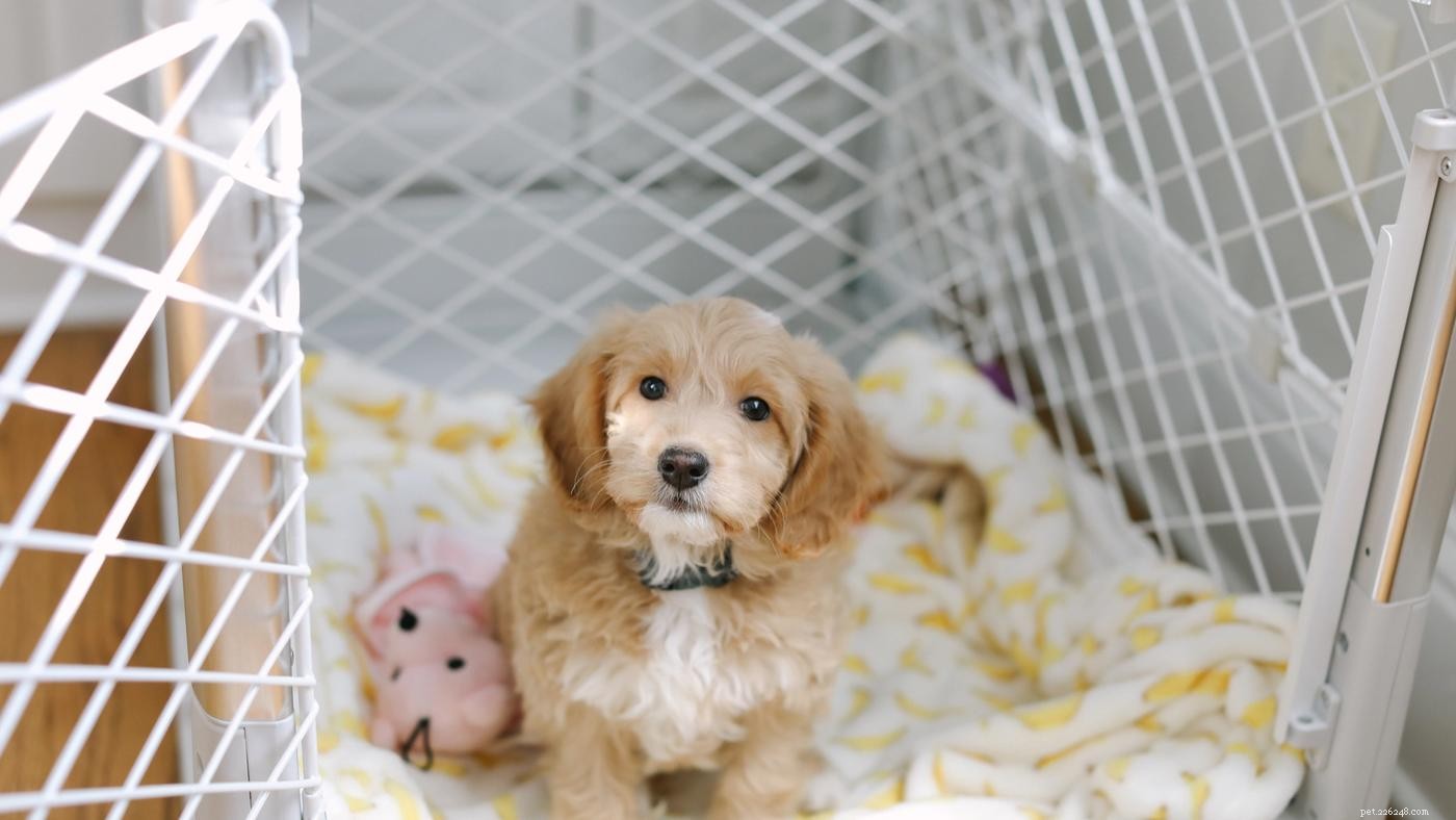The Complete Guide to Puppy-Proofing Your Home: Safety Tips & Best Practices