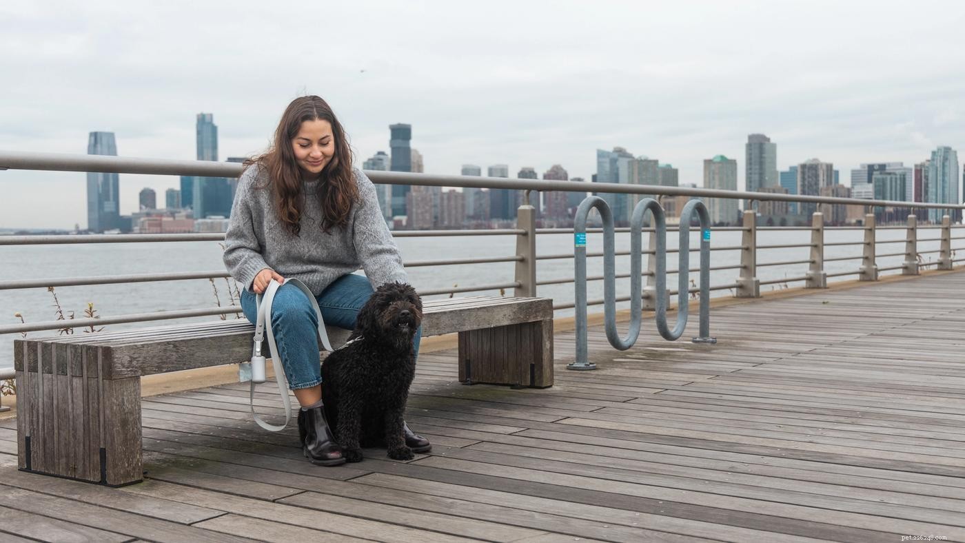 Show Your Dog You Love Them: 7 Proven Ways to Strengthen Your Bond