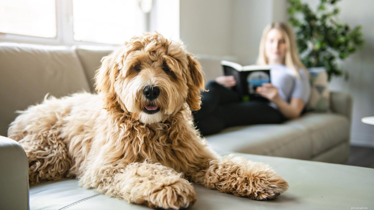 How Dogs Can Embrace New Year’s Resolutions for a Happier, Healthier Life