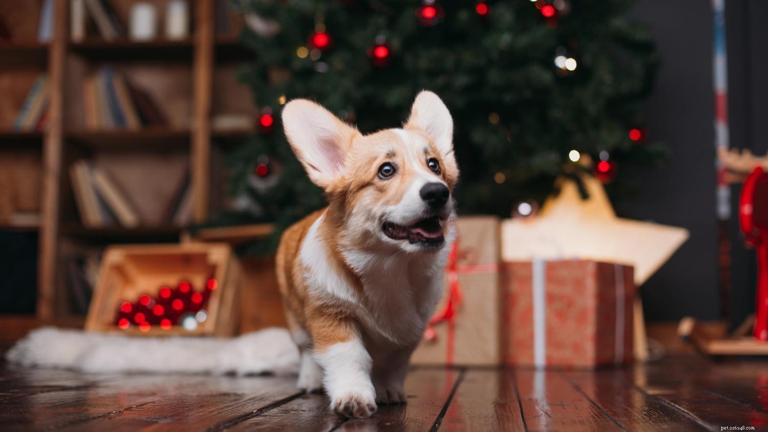 Pet-Friendly Holiday Decorating: 13 Expert Tips for a Safe & Joyful Celebration