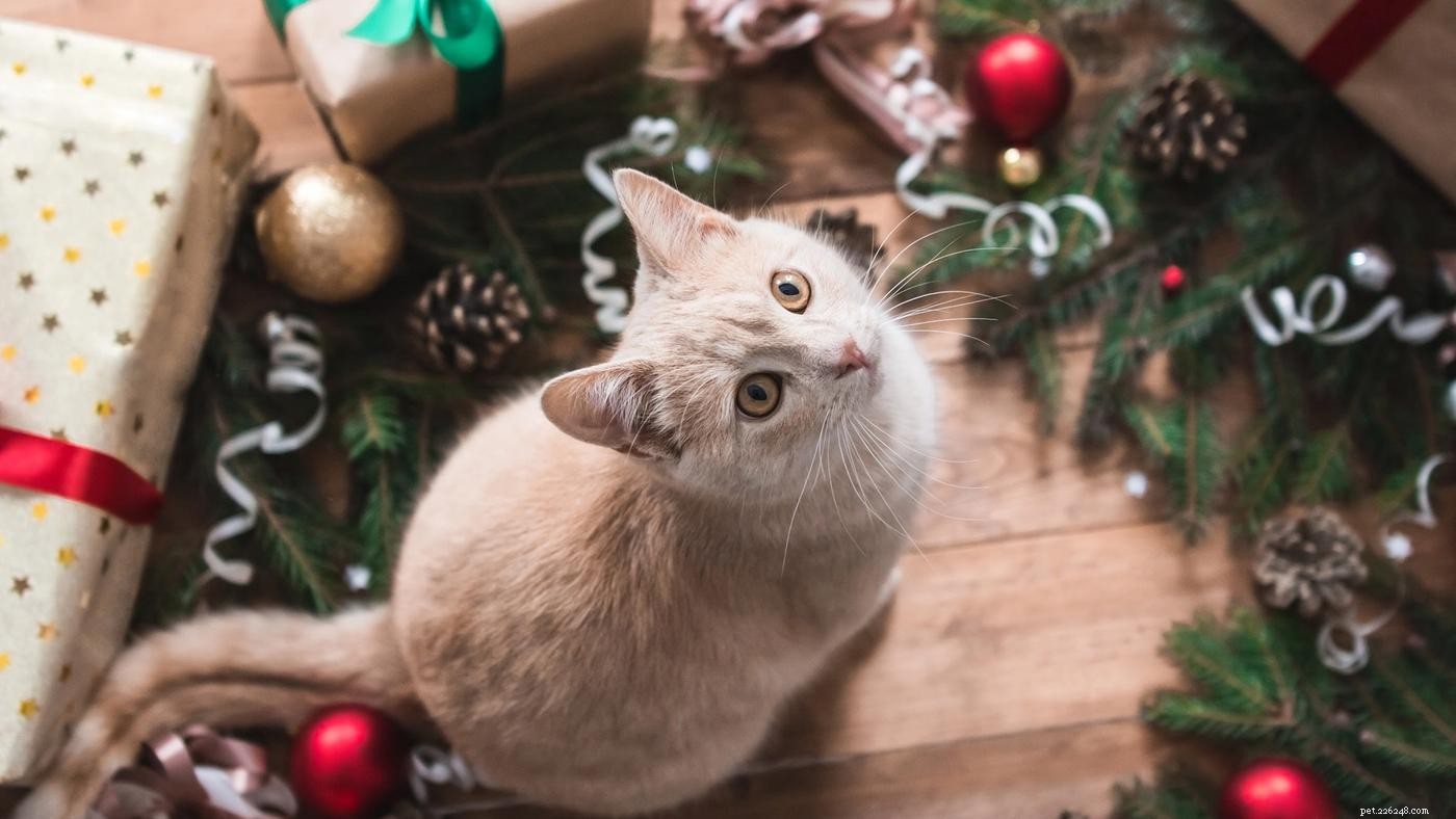 Pet-Friendly Holiday Decorating: 13 Expert Tips for a Safe & Joyful Celebration