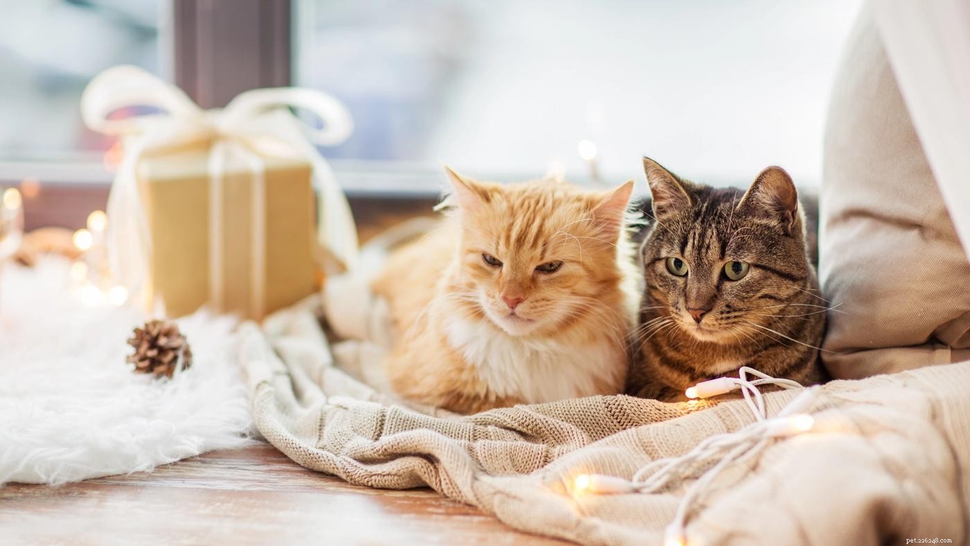 Pet-Friendly Holiday Decorating: 13 Expert Tips for a Safe & Joyful Celebration