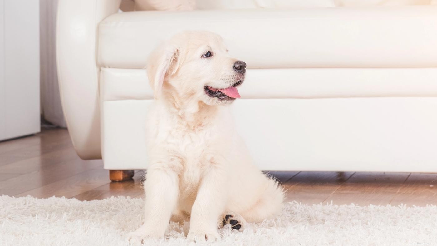 Create a Safe Haven for Your New Puppy: Expert Tips & Steps