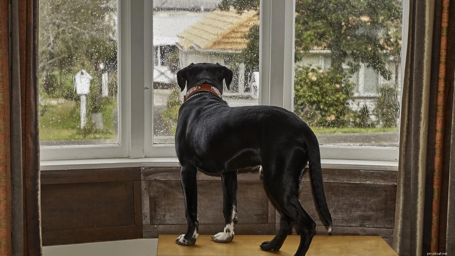 Preventing & Training Dogs to Overcome Separation Anxiety