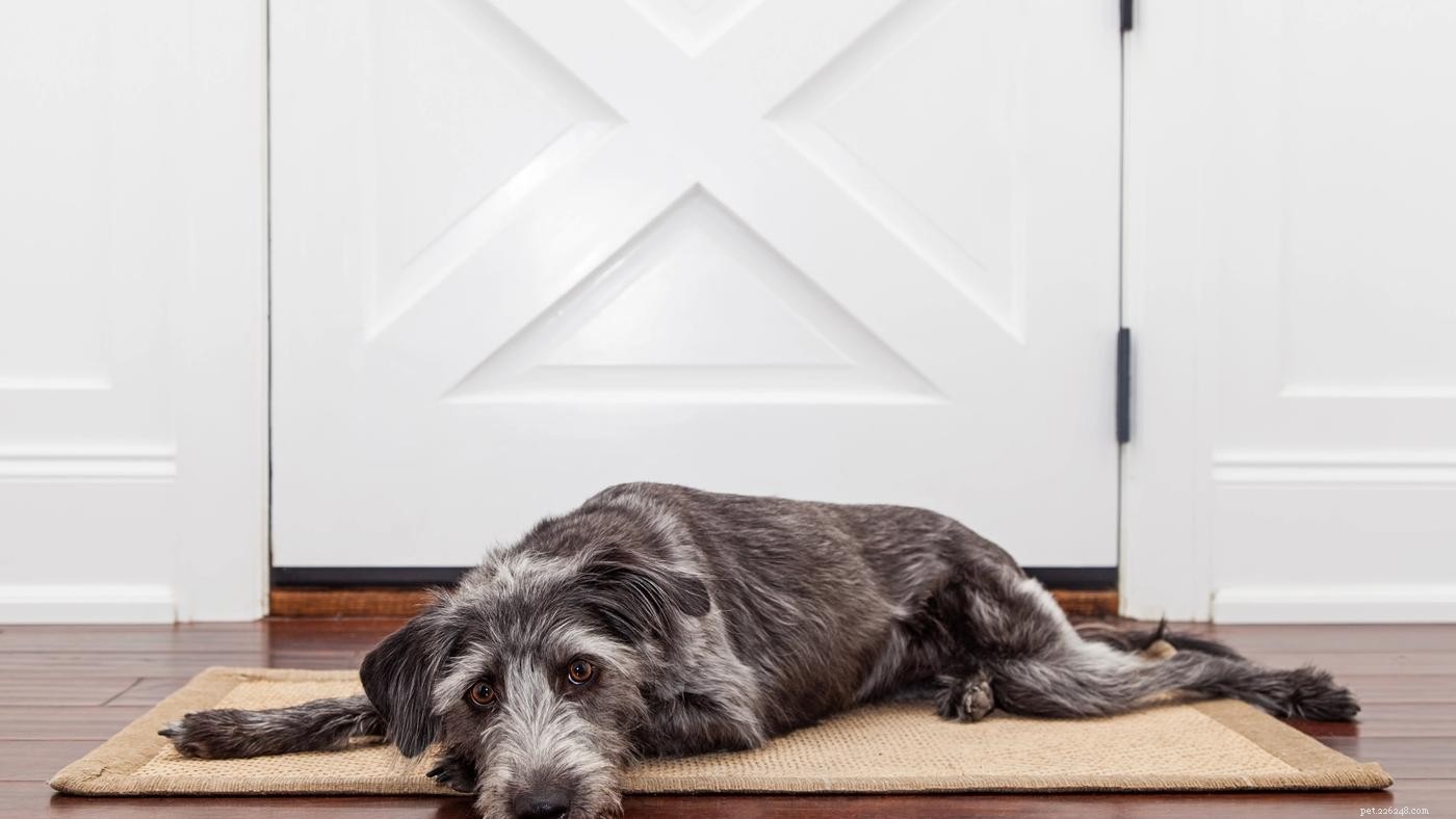 Preventing & Training Dogs to Overcome Separation Anxiety