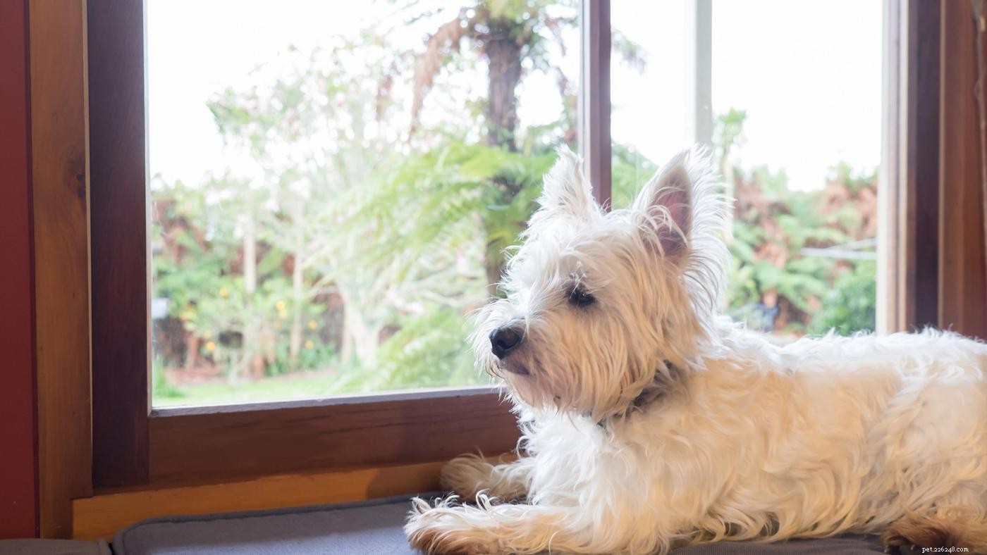 Preventing & Training Dogs to Overcome Separation Anxiety