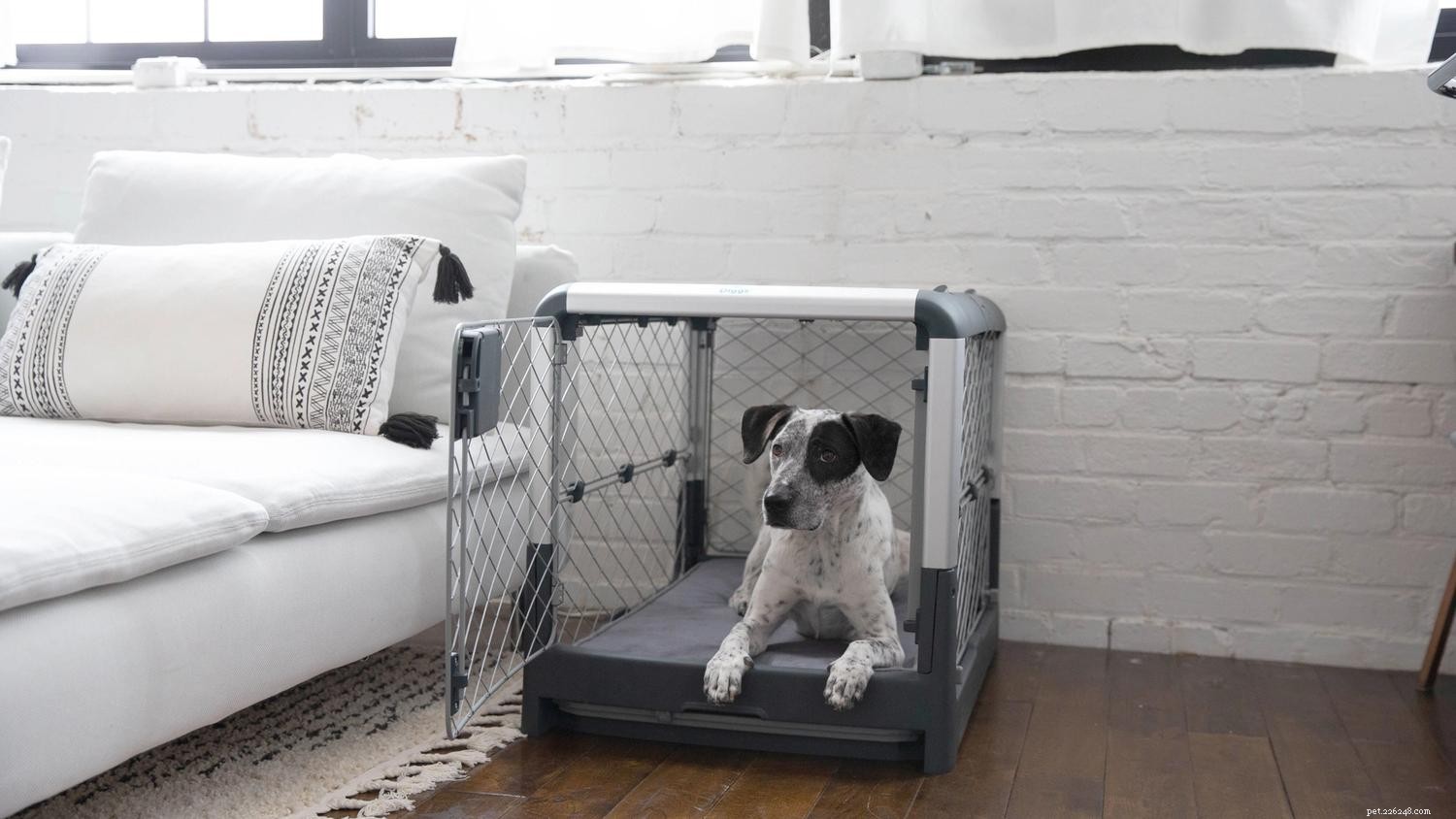Essential Items for a Dog Crate: Comfort, Safety, and Success