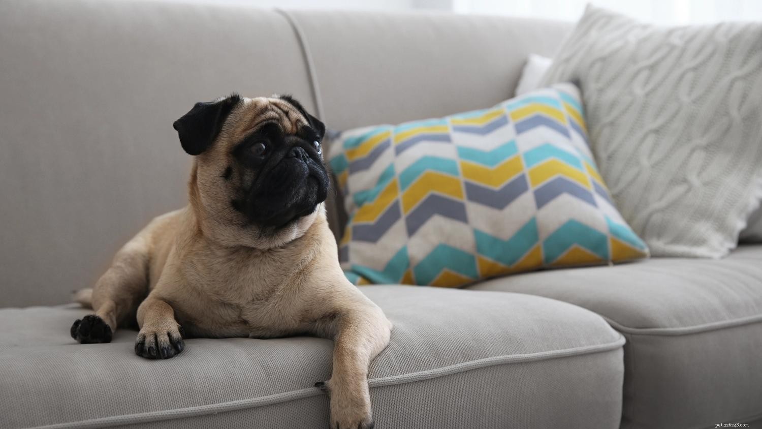 10 Essential Dog House Rules for a Safe & Happy Pet