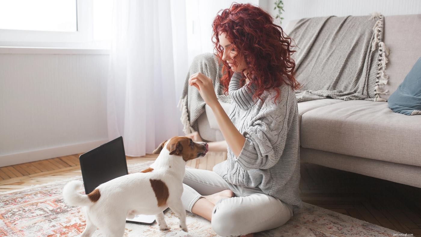 10 Essential Dog House Rules for a Safe & Happy Pet
