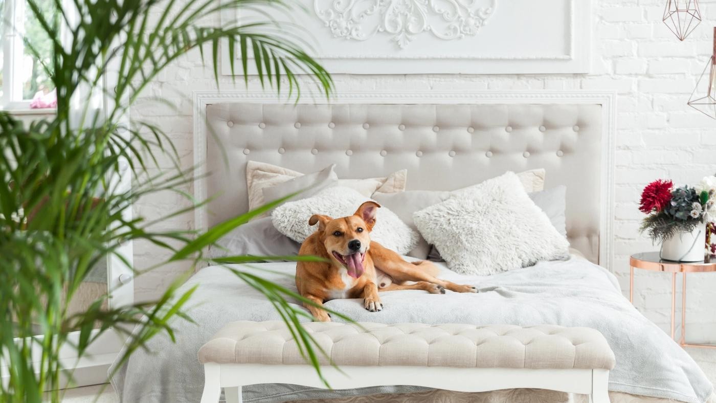10 Essential Dog House Rules for a Safe & Happy Pet