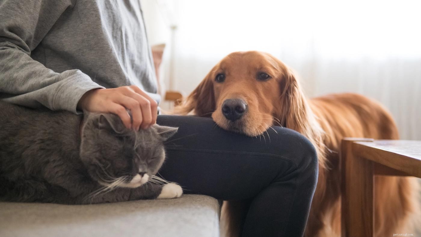 How to Introduce a Dog to a Cat: 9 Expert Tips for a Smooth Transition