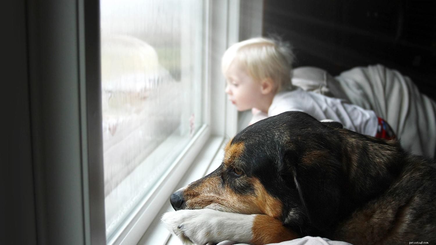 Managing Storm Anxiety in Dogs: Expert Tips to Keep Your Pet Calm