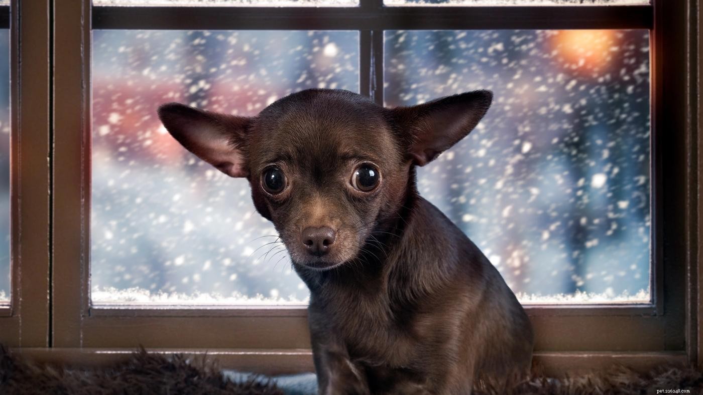 Managing Storm Anxiety in Dogs: Expert Tips to Keep Your Pet Calm