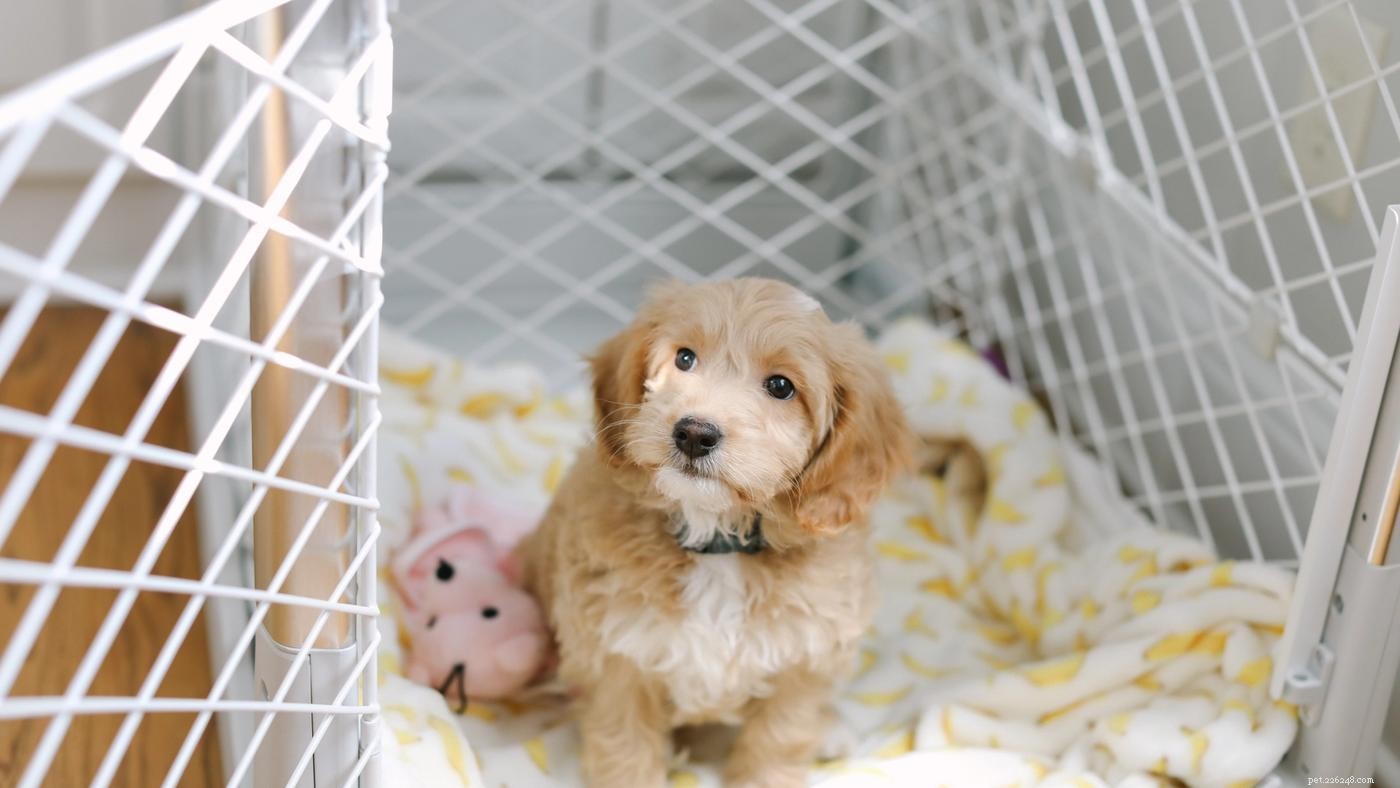 Efficient Crate Training for Puppies While You’re Working Full‑Time
