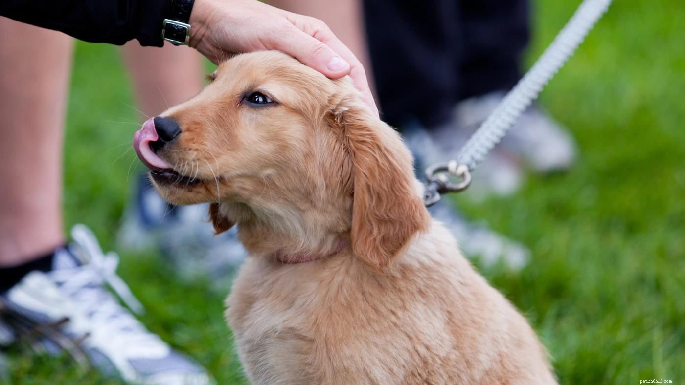 Master Loose Leash Walking: Train Your Dog for Calm, Controlled Strolls