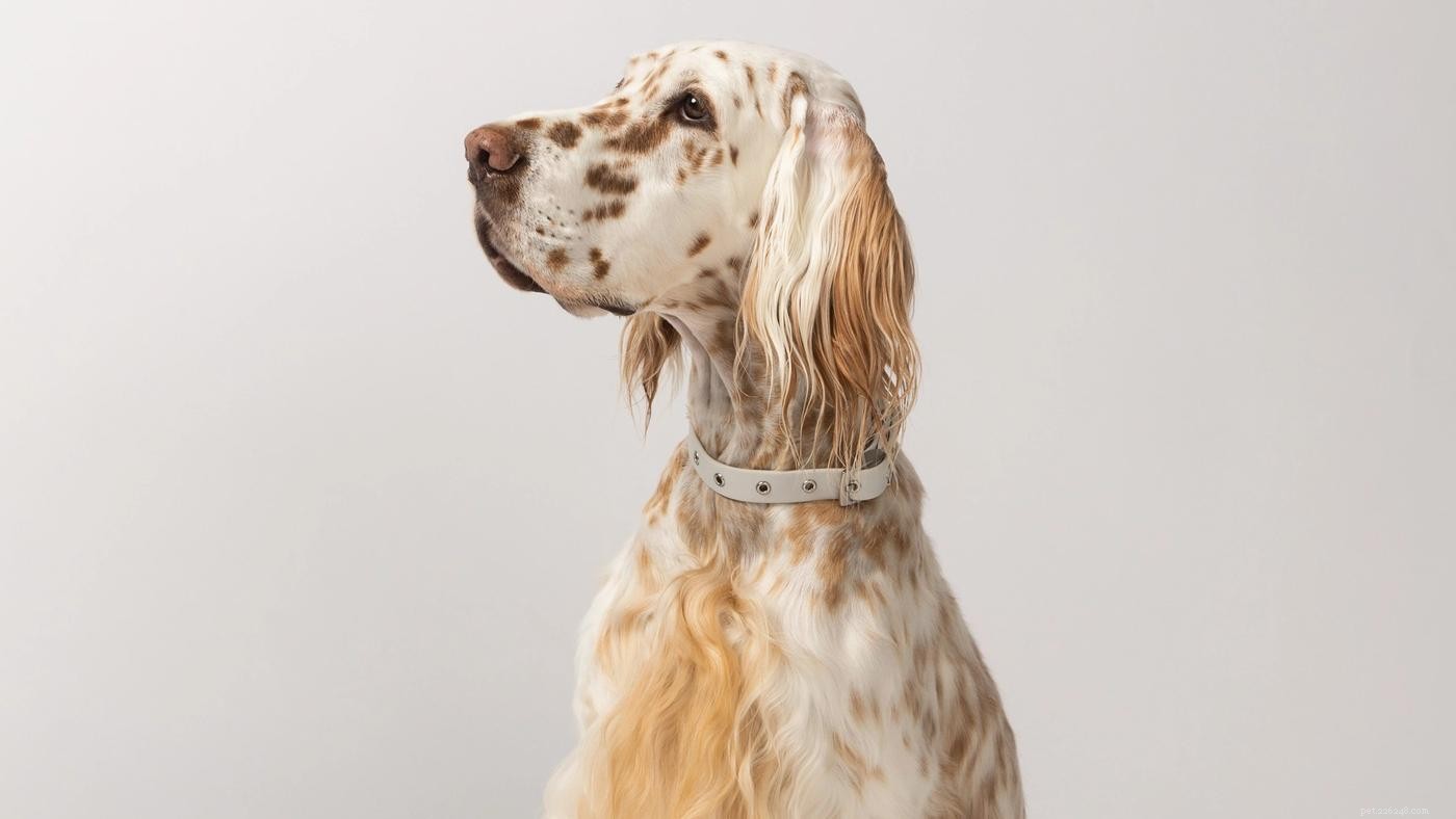 Master Loose Leash Walking: Train Your Dog for Calm, Controlled Strolls
