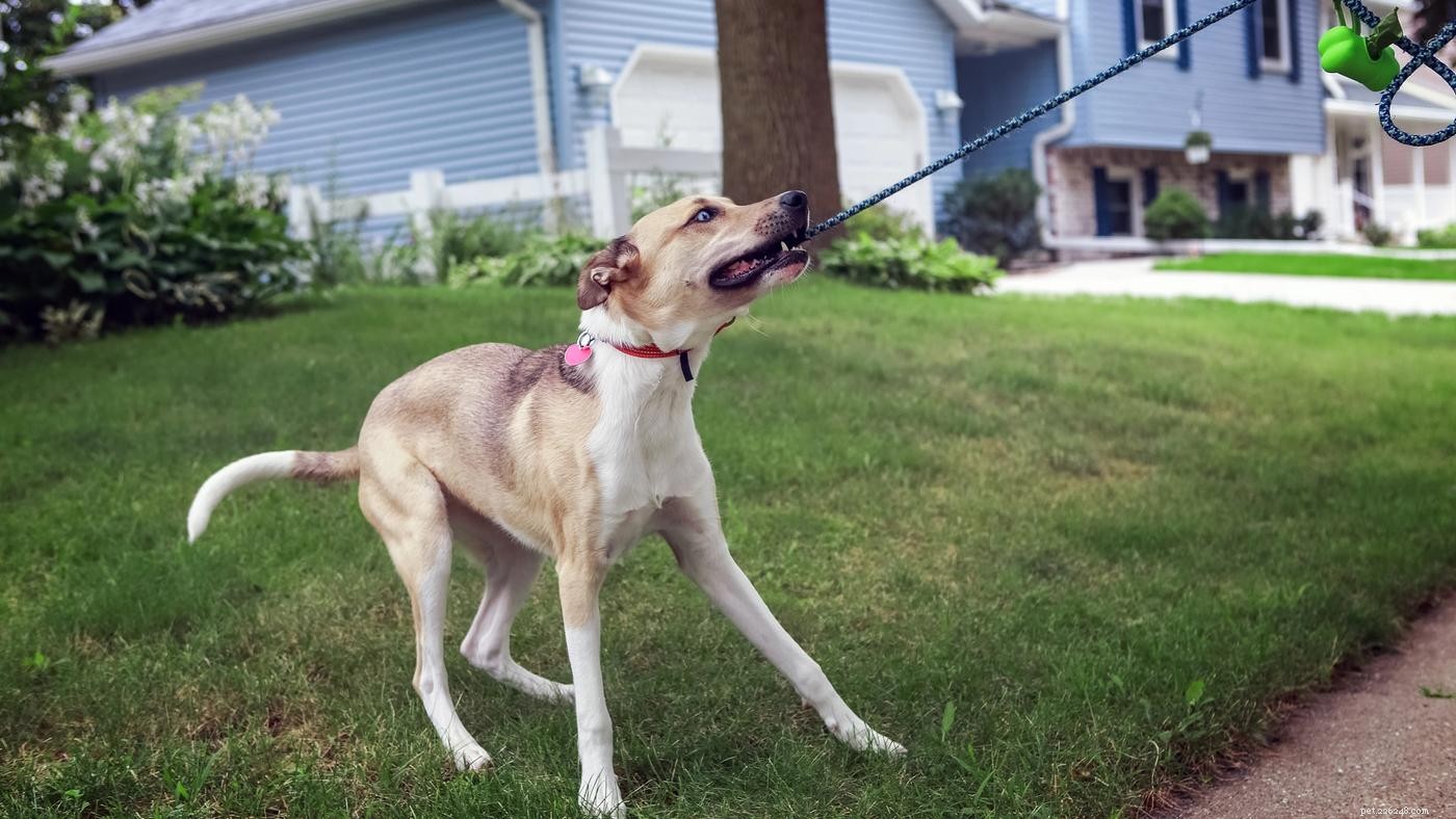 Mastering Dog Walking: Proven Tips to Resolve Common Leash Issues