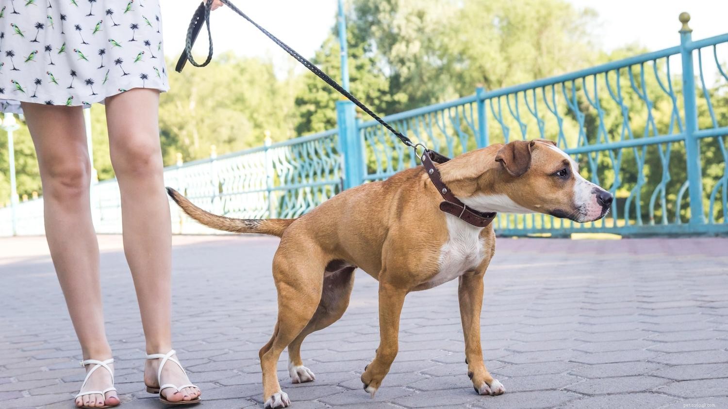 Mastering Dog Walking: Proven Tips to Resolve Common Leash Issues