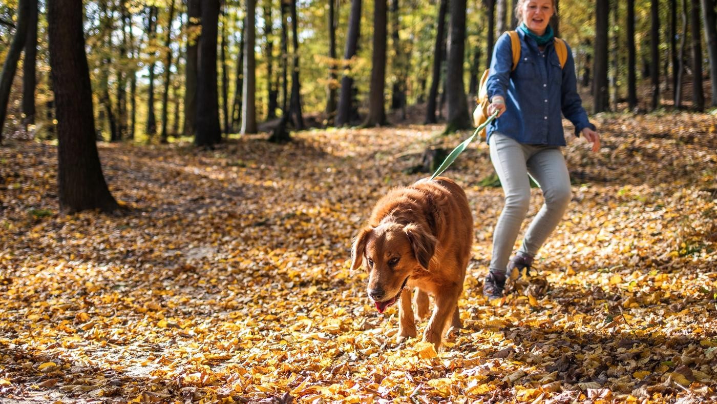 Mastering Dog Walking: Proven Tips to Resolve Common Leash Issues