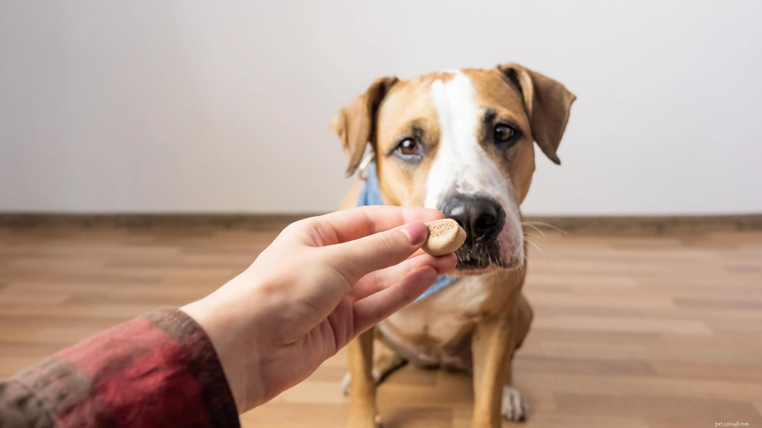 Master Positive Reinforcement Dog Training: Expert Guide for Consistent, Compassionate Results