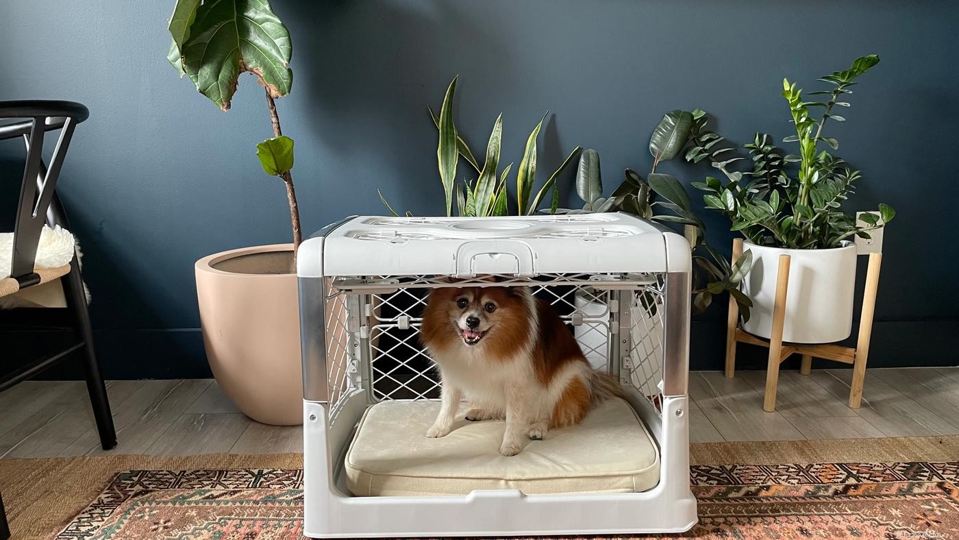 10 Expert Steps for Successful Dog Crate Training