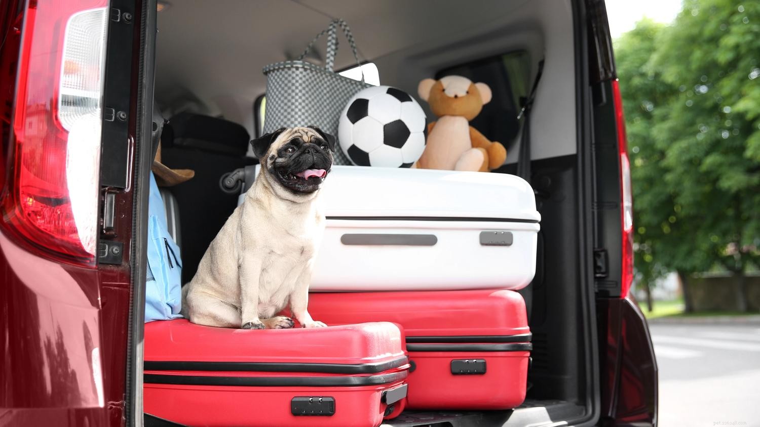Traveling with Pets: Expert Tips from the Diggs Team