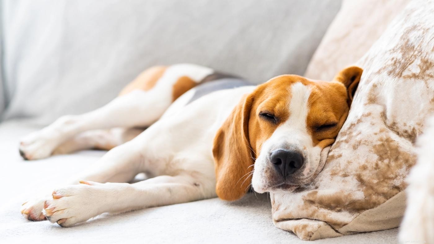 Traveling with Pets: Expert Tips from the Diggs Team