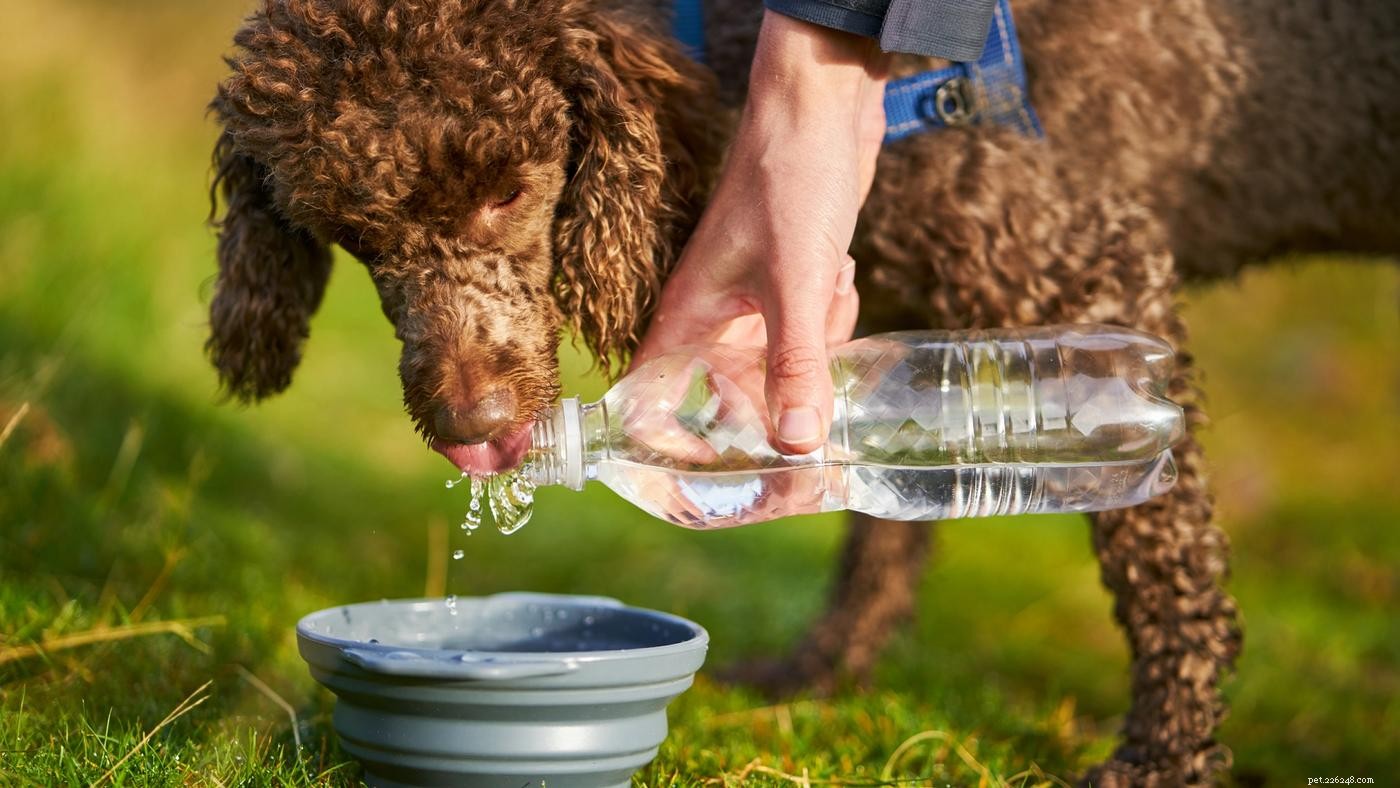 Traveling with Pets: Expert Tips from the Diggs Team