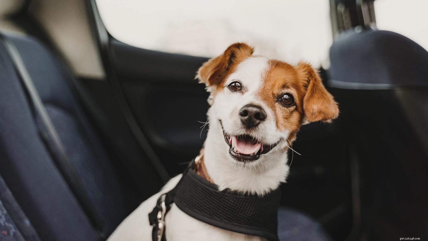 Traveling with Pets: Expert Tips from the Diggs Team