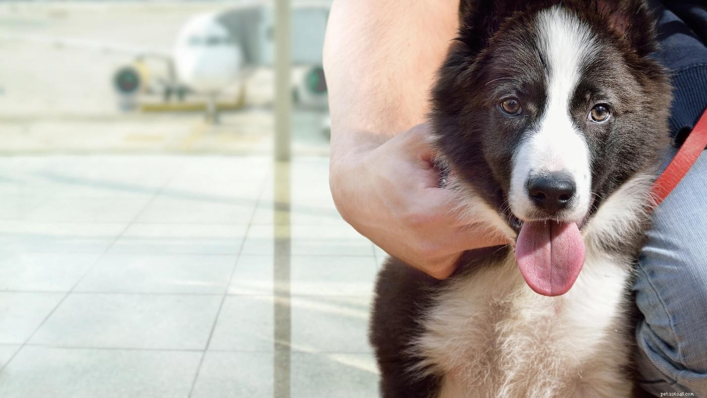 10 Expert Tips for Stress-Free Pet Travel by Plane