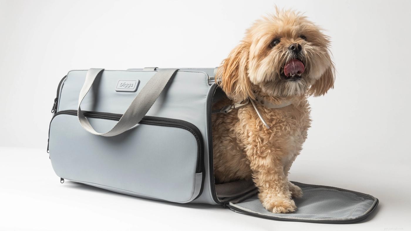 10 Expert Tips for Stress-Free Pet Travel by Plane