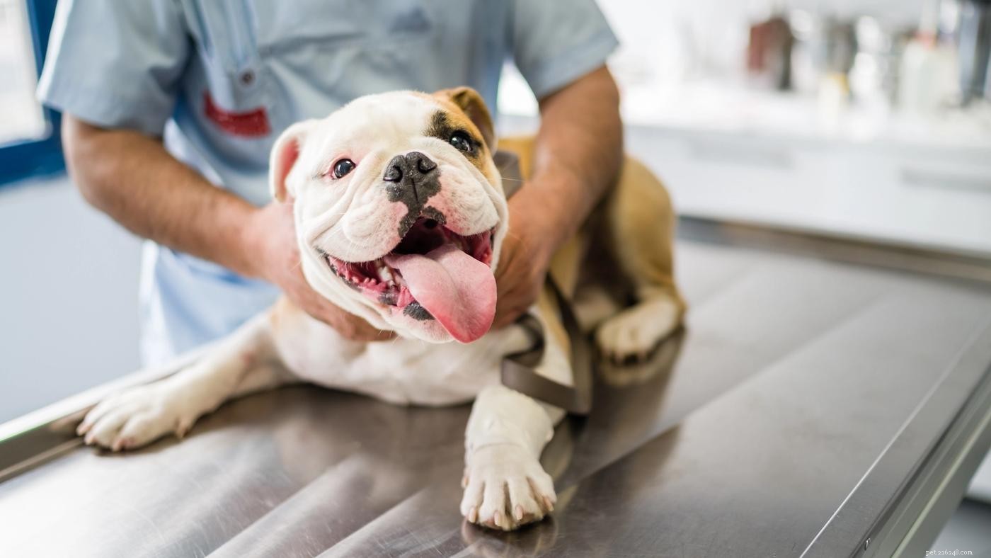 10 Expert Tips for Stress-Free Pet Travel by Plane