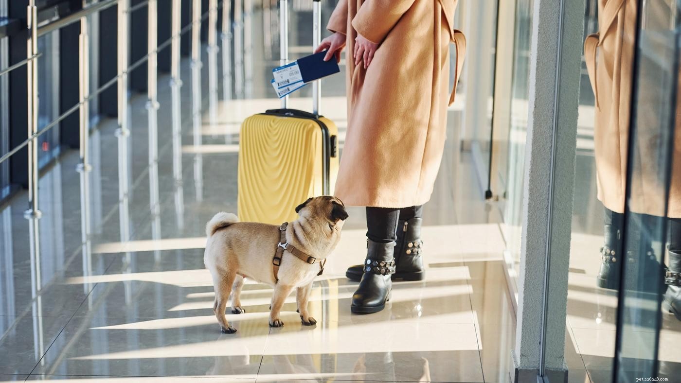 10 Expert Tips for Stress-Free Pet Travel by Plane