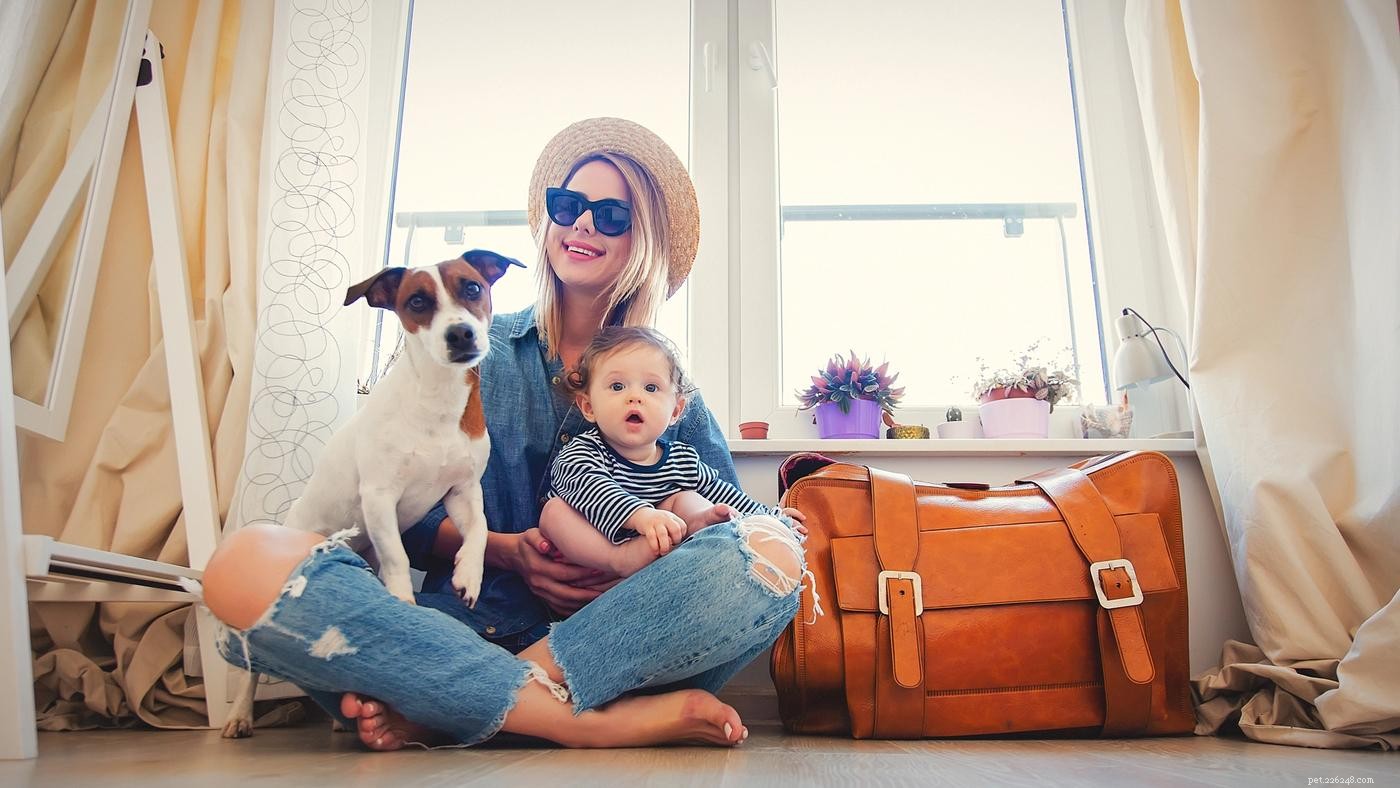 10 Expert Tips for Stress-Free Pet Travel by Plane