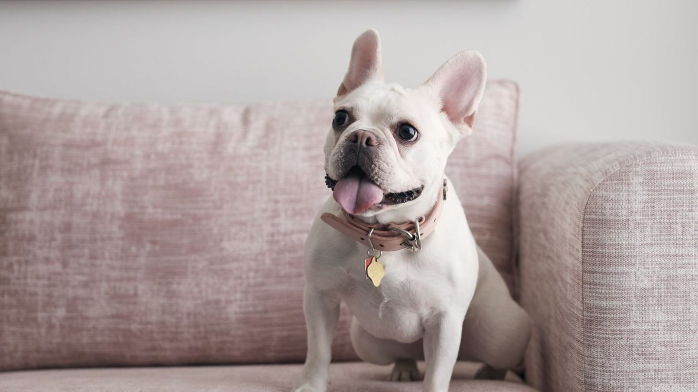 The Diggs Guide: Top Dog-Friendly Hotels, Restaurants & More
