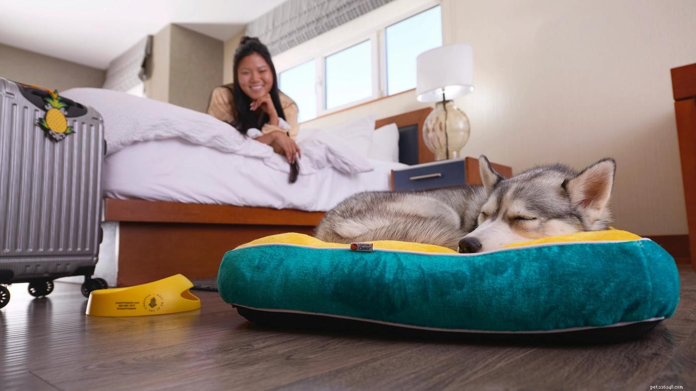 The Diggs Guide: Top Dog-Friendly Hotels, Restaurants & More