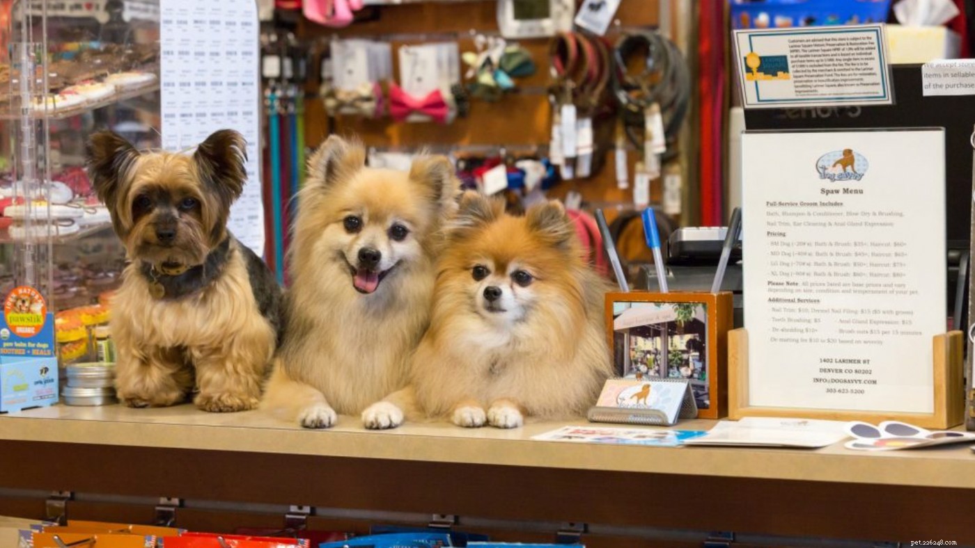 The Diggs Guide: Top Dog-Friendly Hotels, Restaurants & More